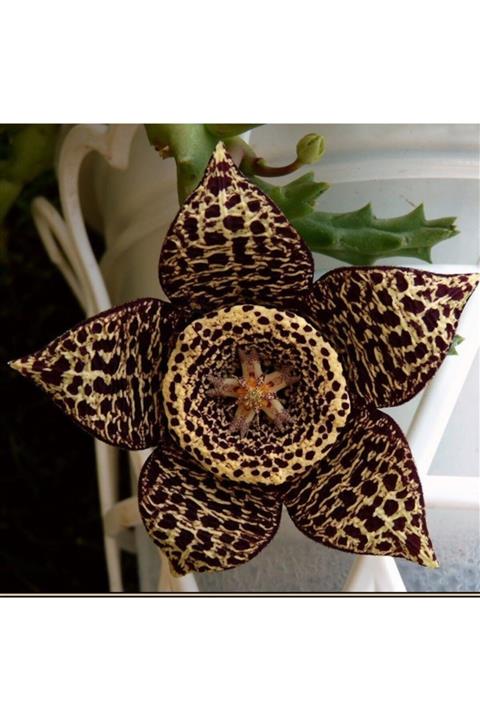 Orkide Pazarı Leş Kaktüsü