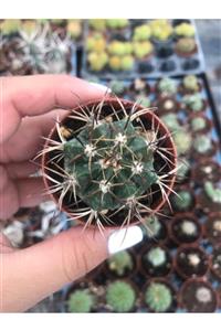 ünal kaktüs Melocactus Matanzanus (kaktüs)