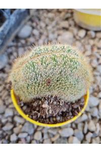 Astro Kaktüs Sukulent Cleistocactus Parapetiensis F. Crestete