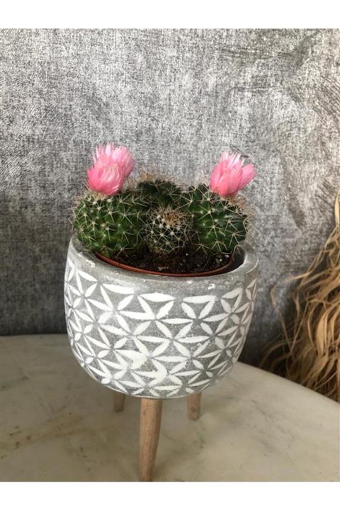 yarenberkçiçekçilik Pembe Çiçekli Sukulent Kaktüs Bitkisi