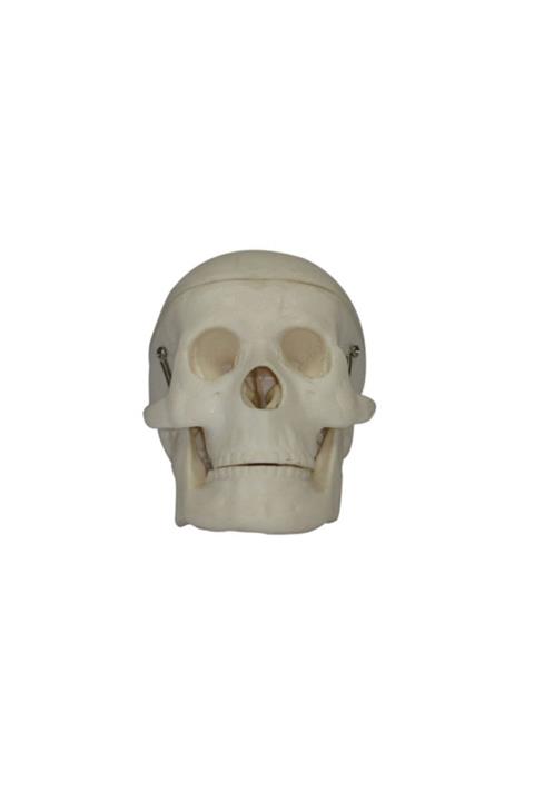 Anatomia Kafatası Modeli, Küçük Boy