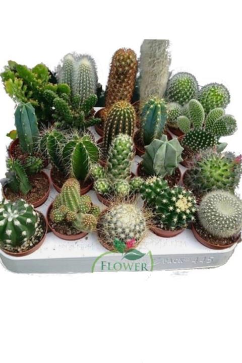 EGE GARDEN 8 Adet Kaktüs Seti Birbirinden Farklı Karışım Bitkiler