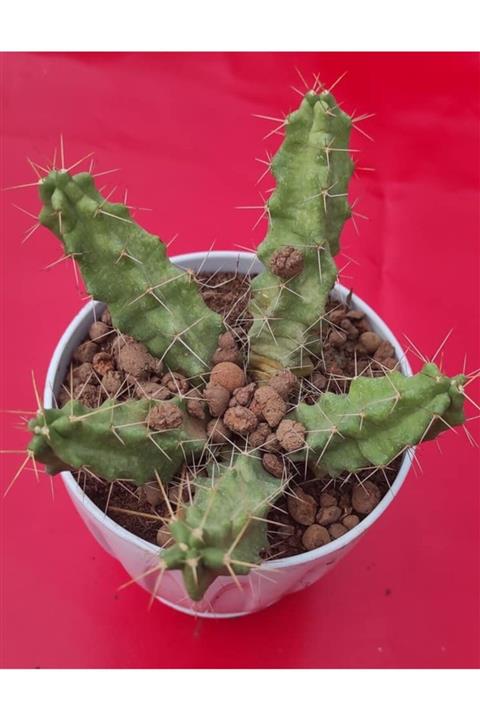 Pagoda Kaktüs-11 Cm Saksı (12e/a)