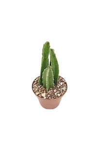 Fintarla Stapelia Gigantea Leş Kaktüs Özel Tür 5.5 cm