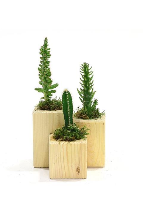 SalonBitkileri 3`lü Kaktüs