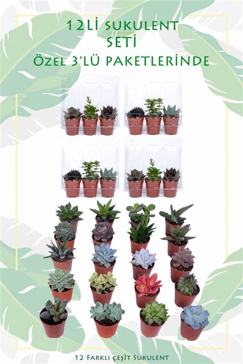 Bitkim 12’li Sukulent Seti Birbirinden Farklı Bitkiler