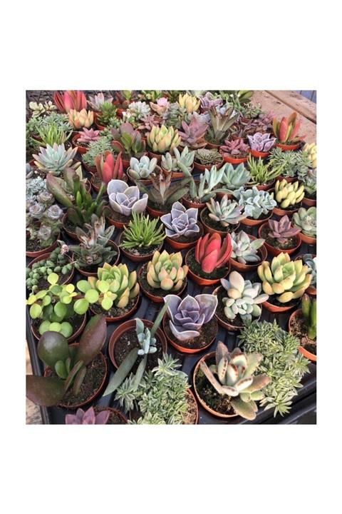 Sezginpazar Kaktus Sukulent 4 Ad.başlangıç Seti