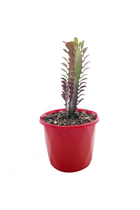 OSKARYUM Euphorbia Trigona Red (afrika Süt Ağacı) 5.5 Cm Saksıda