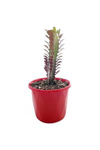 OSKARYUM Euphorbia Trigona Red (afrika Süt Ağacı) 5.5 Cm Saksıda