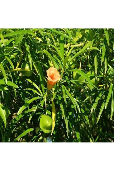 ALİBOTANİK Peru Zakkumu Fidanı