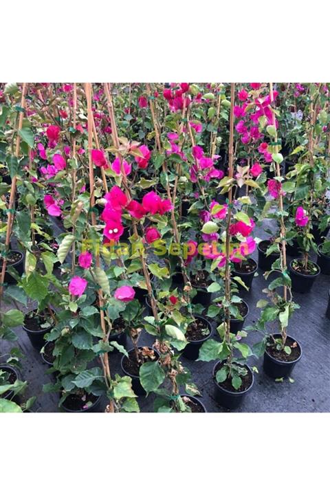 FİDAN SEPETİM Bogunvillea Qlabra Fidanı Sarmaşık 120cm