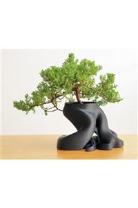 dream3d Çok Şık Bonsai Saksısı - Bonzai Saksı