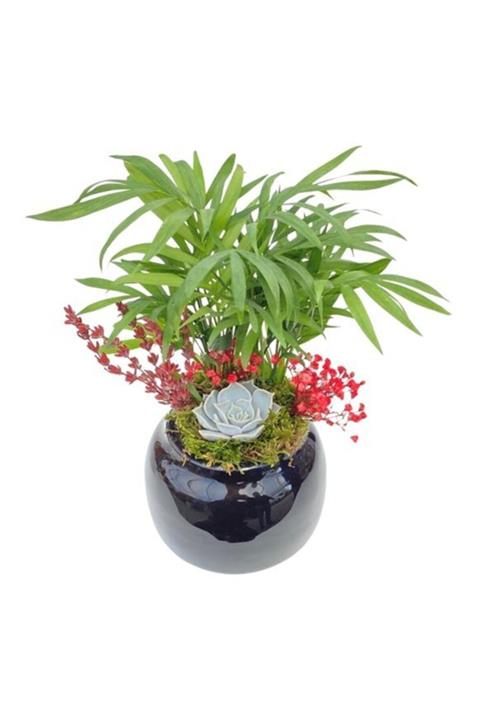 Çiçek Yolla Chamoadora Sukulent Serisi