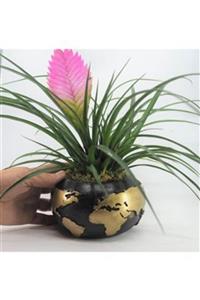 Hasal Süs Bitkileri Mini Hava Bitkisi Tillandsia & Siyah Büyük Dünyam Beton Saksıda Hediyelik Canlı Çiçek