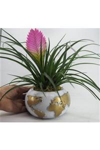 Hasal Süs Bitkileri Mini Hava Bitkisi Tillandsia & Beyaz Büyük Dünyam Beton Saksıda Hediyelik Canlı Çiçek