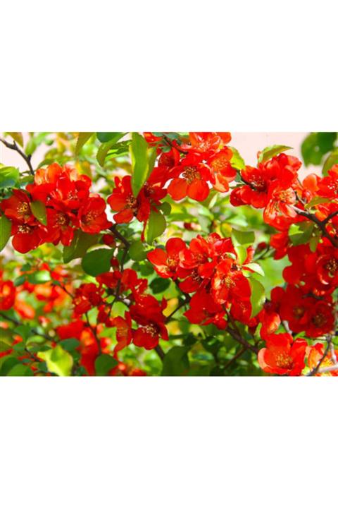 ruzgarbotanik Kırmızı Bahar Dalı Çiçeği Fidanı 150 Cm 200 Cm