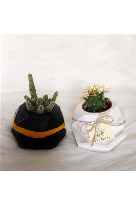 Belfiore Prizma Kaktüs Ve Sukulent Taş Saksı
