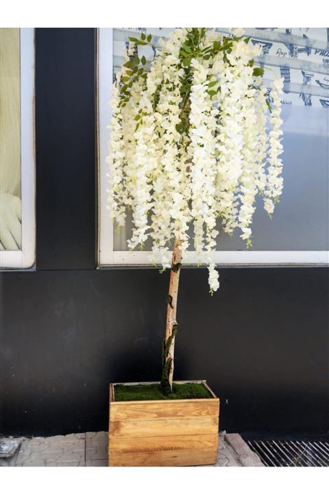 Bambu 2 Metre Boyunda Ahşap Saksıda Yapay Sarkıt Beyaz Çiçekli Akasya Ağacı Akasya Salkım