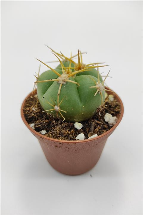 kaktuskent Gymnocalycium Horsti - 5.5 Cm Saksıda