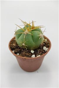 kaktuskent Gymnocalycium Horsti - 5.5 Cm Saksıda