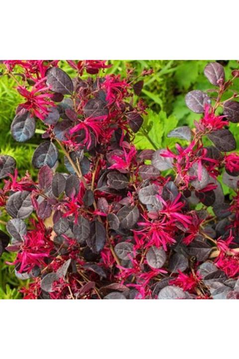 ALİBOTANİK Loropetalum Fidanı Lorapetalum 25 Cm