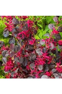 ALİBOTANİK Loropetalum Fidanı Lorapetalum 25 Cm