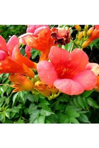 ALİBOTANİK Turuncu Acem Borusu 80 Cm Campsis Radicans