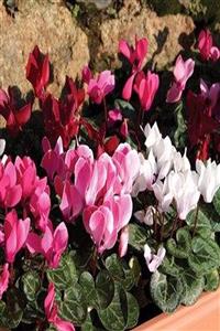 modabotanik Siklamen 3 Adet (beyaz Kırmızı Pembe) Renklerde 14 Cm Saksıda