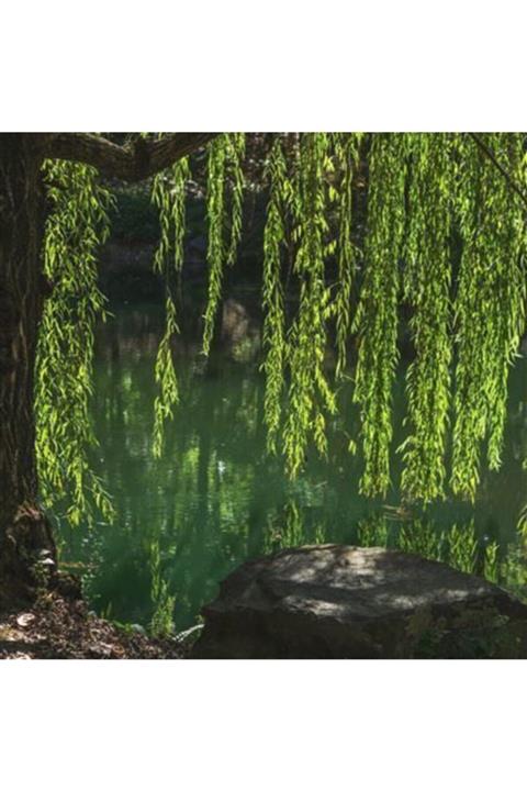 ALİBOTANİK Salkım Söğüt Ağacı