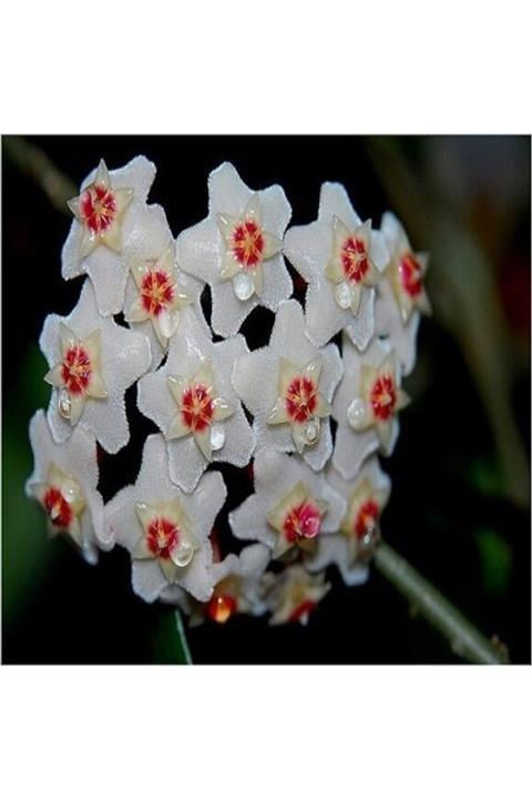 ALİBOTANİK Mum Çiçeği Hoya Carnosa 25 Cm