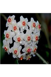 ALİBOTANİK Mum Çiçeği Hoya Carnosa 25 Cm