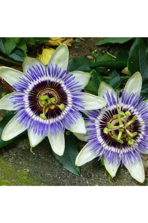 ALİBOTANİK Çarkıfelek Sarmaşığı 80 Cm Saat Çiçeği Passiflora Caerulea