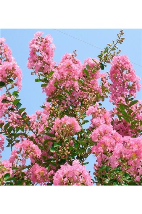 ALİBOTANİK Pembe Oya Ağacı Fidanı 60 Cm Lagerstroemia Indica