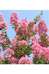 ALİBOTANİK Pembe Oya Ağacı Fidanı 60 Cm Lagerstroemia Indica