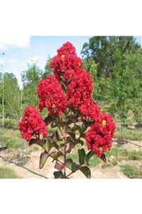 ALİBOTANİK Kırmızı Oya Ağacı Fidanı Lagerstroemia Indica