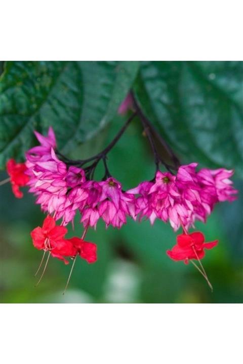 ALİBOTANİK Kırmızı Kızılay Çiçeği