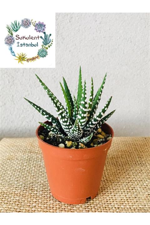 SUKULENTİSTANBUL Haworthia Zebra Sukulent