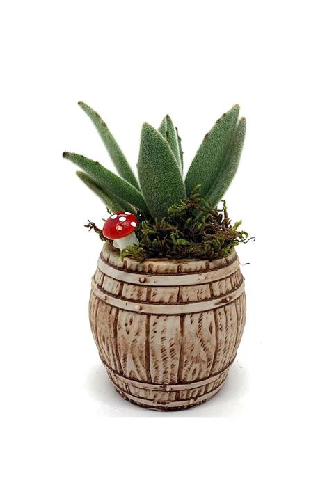 ÇiçekAntalya Fıçı Saksıda Sukulent Kaktüs Teraryum