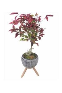 Hasal Süs Bitkileri Cennet Bambusu Nandina Domestica Bonsai & Siyah Bers Ayaklı Beton Saksıda Hediyelik Canlı Çiçek