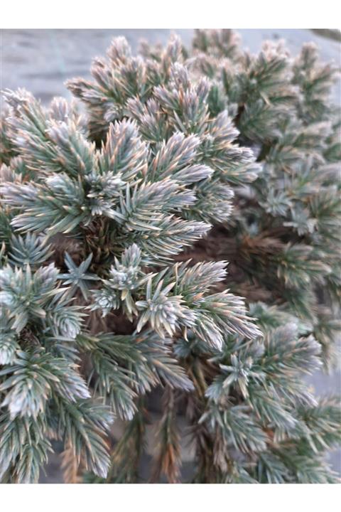 Enfidan Ardıç Bluestar Juniperus Mavi Yıldız Ardıcı
