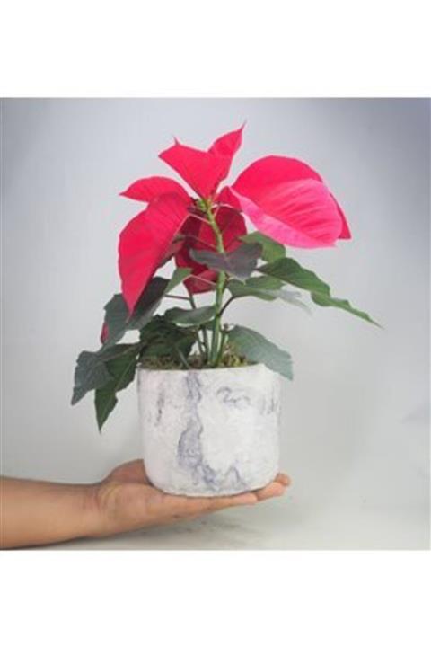 Hasal Süs Bitkileri Atatürk Çiçeği Ponsetya Poinsettia & Dalgalı Eskitme Beton Saksıda Canlı Çiçek