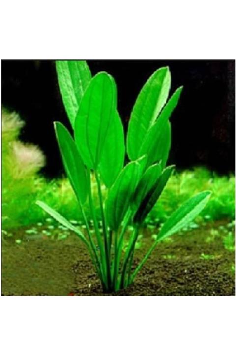 Sakura Echinodorus Muricatus