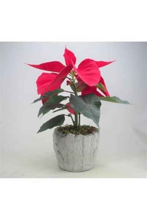 Hasal Süs Bitkileri Atatürk Çiçeği Ponsetya Poinsettia & Wood Moss Beton Saksıda Canlı Çiçek