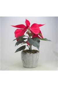 Hasal Süs Bitkileri Atatürk Çiçeği Ponsetya Poinsettia & Wood Moss Beton Saksıda Canlı Çiçek