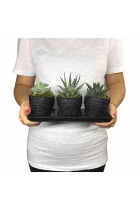 Hasal Süs Bitkileri Haworthia & Sukulent & Siyah Trio Curve Beton Saksıda Hediyelik Canlı Çiçek