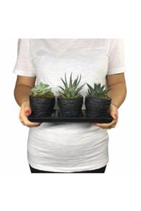 Hasal Süs Bitkileri Haworthia & Sukulent & Siyah Trio Curve Beton Saksıda Hediyelik Canlı Çiçek