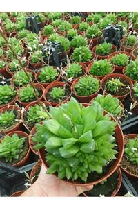 Fintarla Büyük Boy Saksıda Haworthia Cymbiformis Sukulent