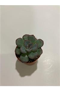 Ütopya Çiçek Evi Echeveria Mon Ami