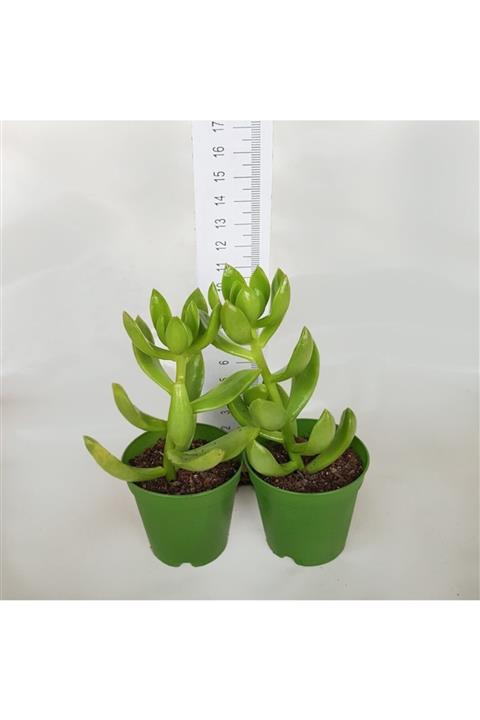 Doğa Sedum Adolphi 5.5