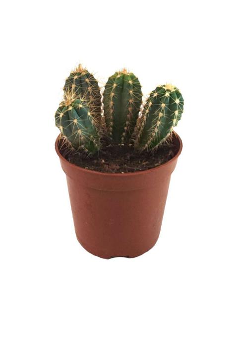 Palmiye Pilocereus Pachycladus  8,5 cm Saksıda